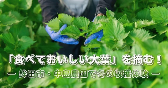 茨城県鉾田市×チイオシ コラボプロジェクト第四弾を開催“食べておいしい大葉”の収穫体験と学びのイベントを実施 - 水戸経済新聞