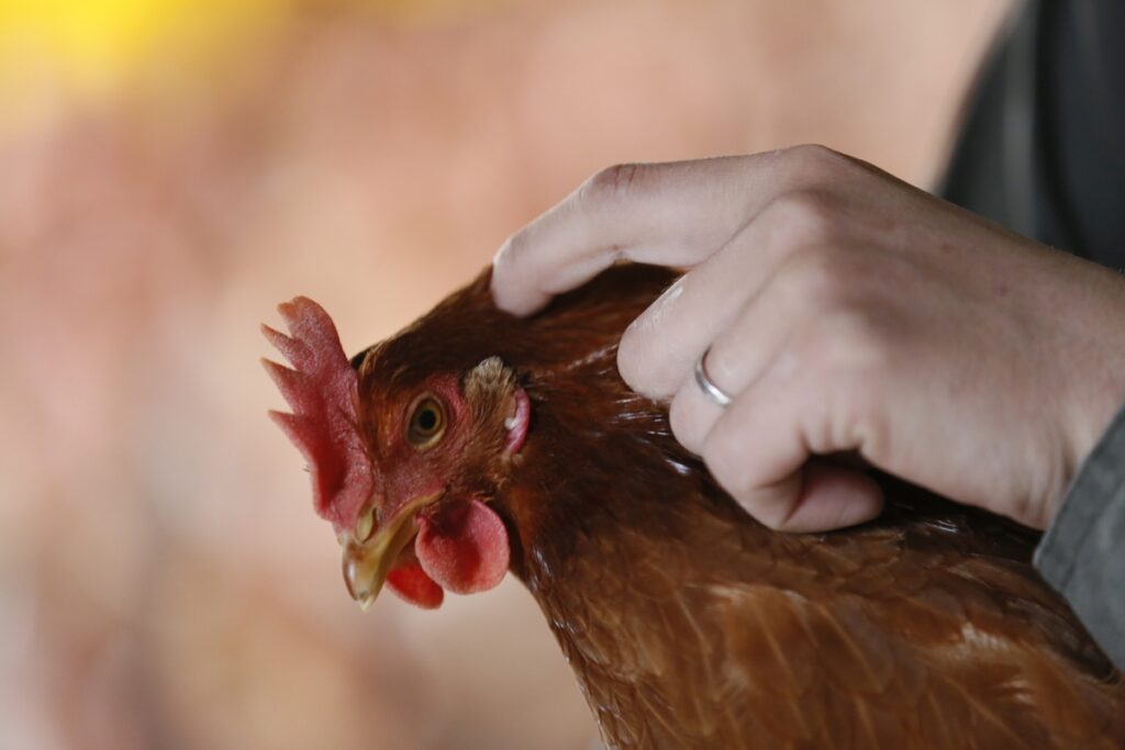 鳥取県「大江ノ郷自然牧場」 アニマルウェルフェアへの取り組みで特別賞を受賞 | NEWSCAST