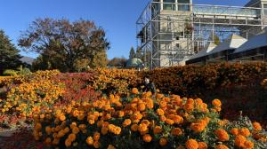 マリーゴールド(オレンジ)の写真