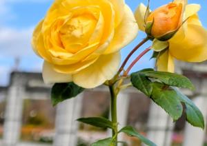 ココンジョーヌ(バラ)の写真