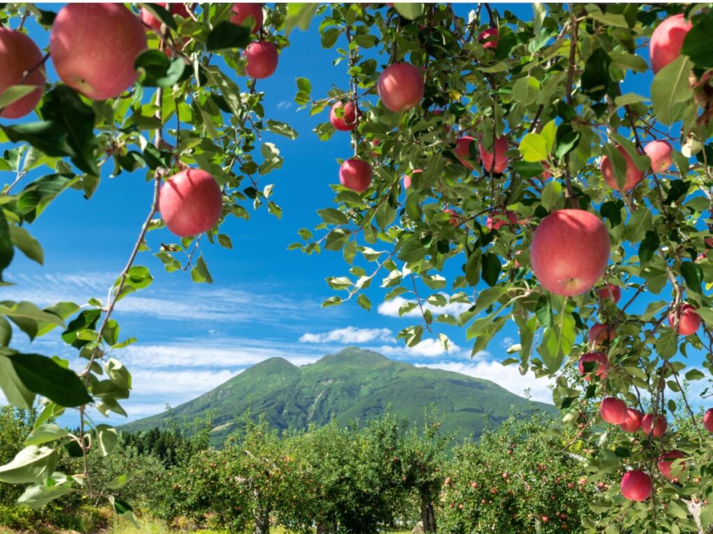 旅先で買いたい「青森県のお土産」ランキング！ 2位「林檎けんぴ」を抑えた1位は？ 【2025年調査】 - All About ニュース