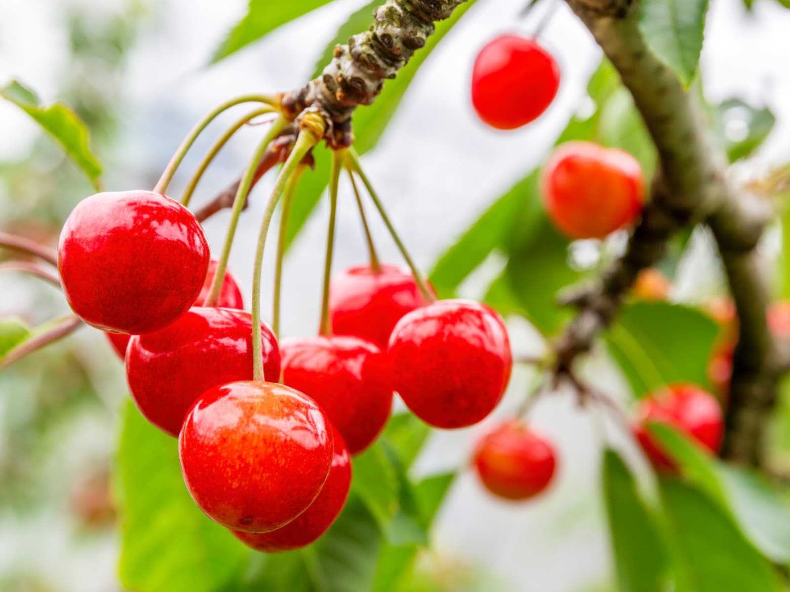 旅行に行ったら買いたい「山形県のお土産」ランキングの画像