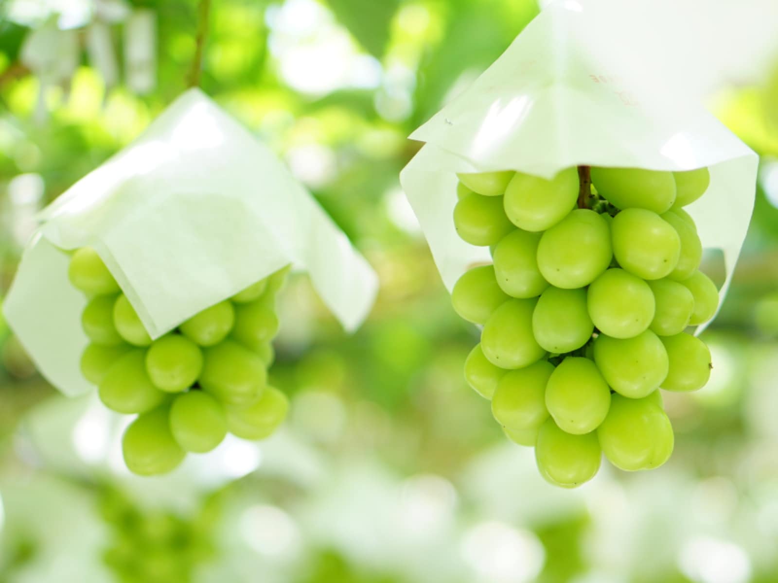 旅先で買いたい「山梨県のお土産」ランキング