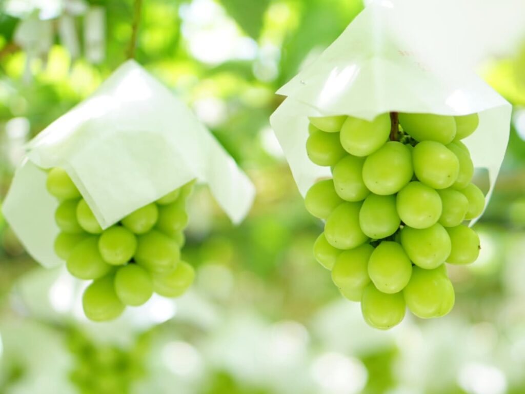 旅先で買いたい「山梨県のお土産」ランキング! 2位「玉洋かん(シャインマスカット)」、1位は? 【2025年調査】 – All About ニュース 旅先で買いたい「山梨県のお土産」ランキング! 2位「玉洋かん(シャインマスカット)」、1位は? 【2025年調査】 - All About ニュース