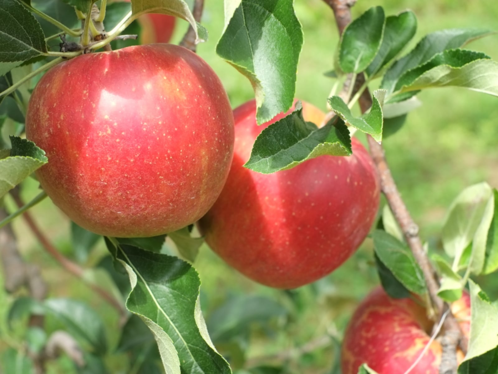 旅先で食べたい「青森県のご当地グルメ」ランキング