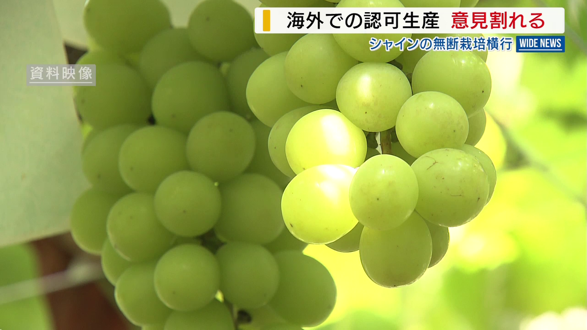 「農家をつぶす政策」「私は賛成」 シャインマスカット“海外での認可生産”は意見割れる 中国や韓国では無断栽培横行 山梨