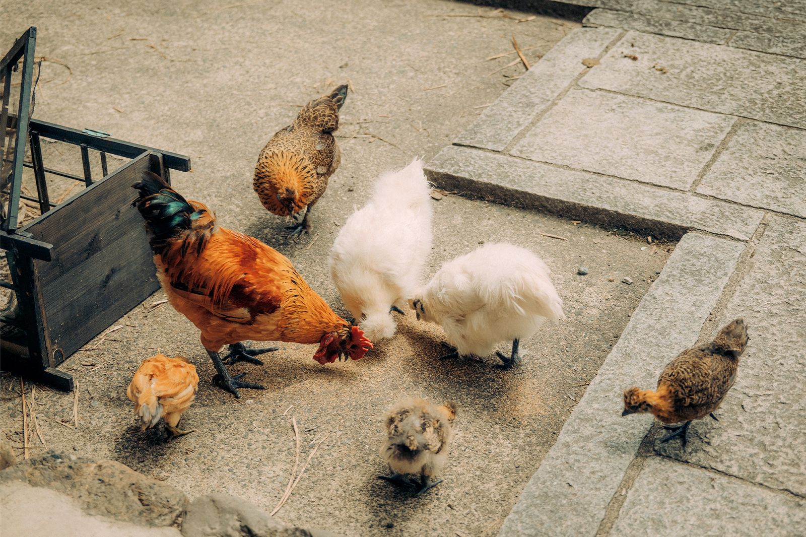 京都 レストラン ヴォーグジャパン