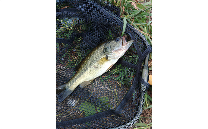 メジャーフィールド「紀の川」でバスフィッシング堪能【和歌山】50cm級バスを狙い撃つ！