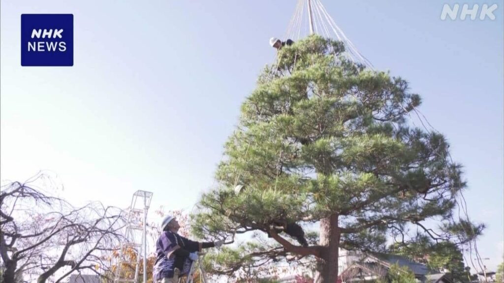 岐阜 高山 恒例の冬支度「雪吊り」始まる 積雪から松の枝守る