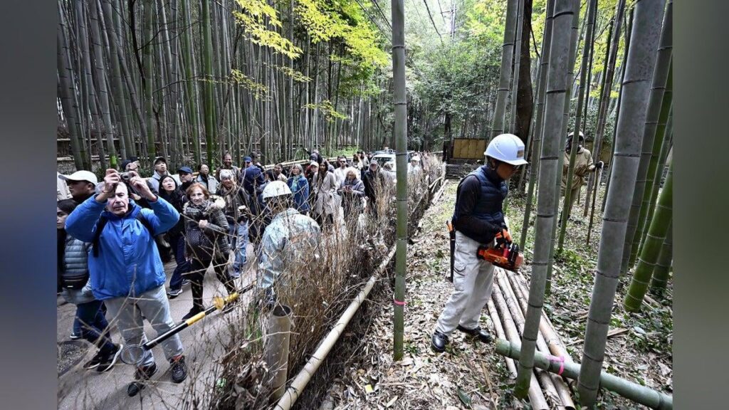 京都・嵐山「竹林の小径」、落書き被害で竹を伐採…観光客の手届かないよう対策