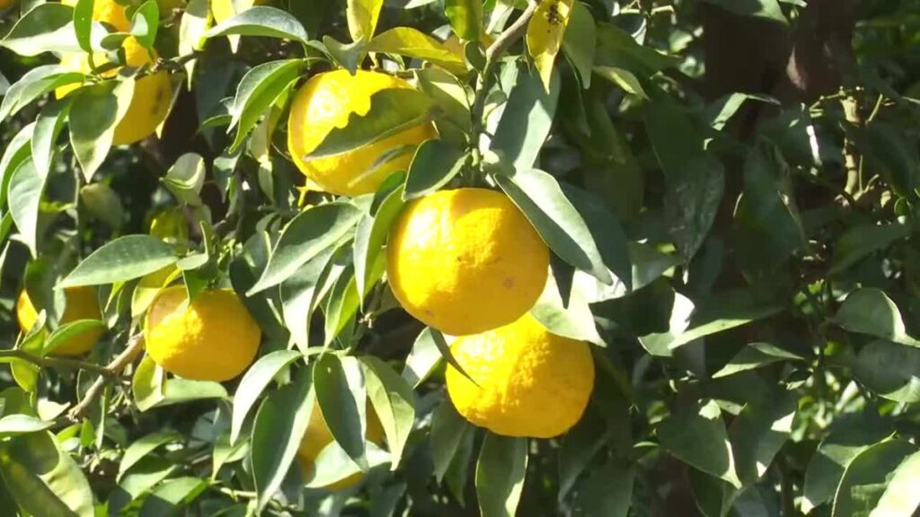 『園地の整備と生産者の育成で永続する村に』ユズの産地・北川村の新たな取り組みとは【高知】(2025年11月25日掲載)|RKC NEWS NNN 共有