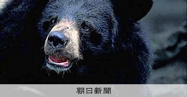 インドでもクマ被害、今年6人死亡　ヒマラヤの環境変化の影響か [相次ぐクマ被害]：朝日新聞