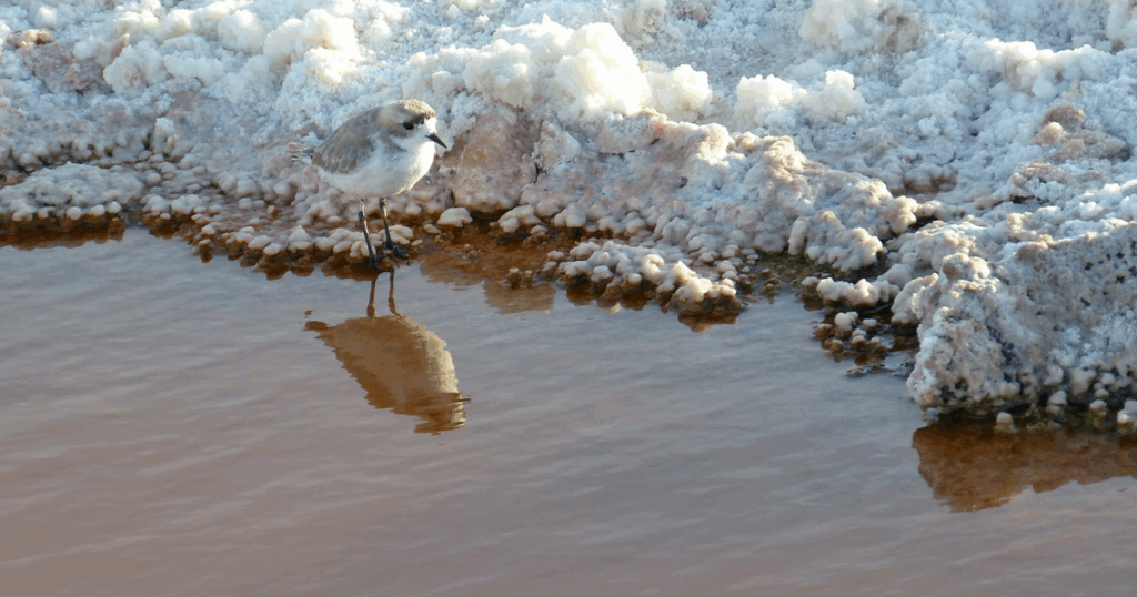 Chile: Comunidades del Atacama protestan y critican proyectos de extracción minera del salar hasta 2060