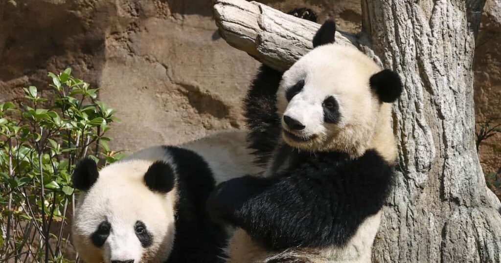 「日本はパンダがいなくなる状況に直面するだろう」 中国メディア、専門家の見方伝える