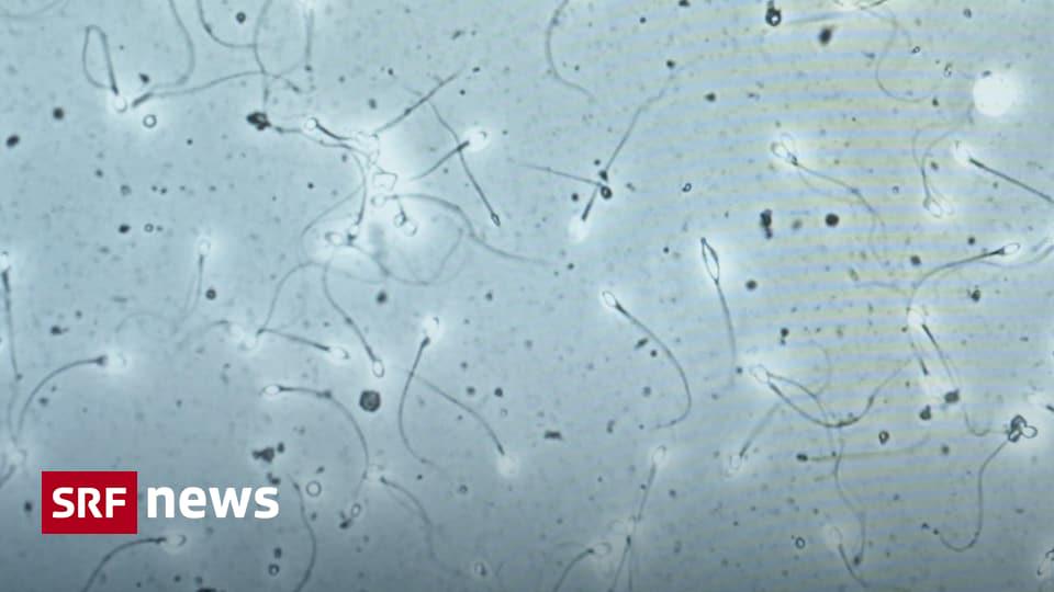 精子危機 – そして当局は見て見ぬふりをしているのか？ |スイスの若い男性の精子の質は懸念の原因となっている。当局は研究の必要性が大きいとしている。それにもかかわらず、研究は中止されています。それはどのように合計されますか?