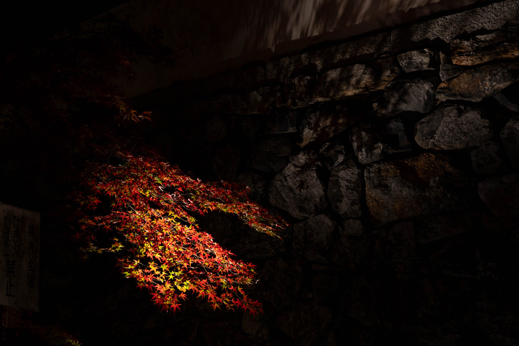 「一休寺紅葉ライトアップ 2025」紅葉と光と影の画像