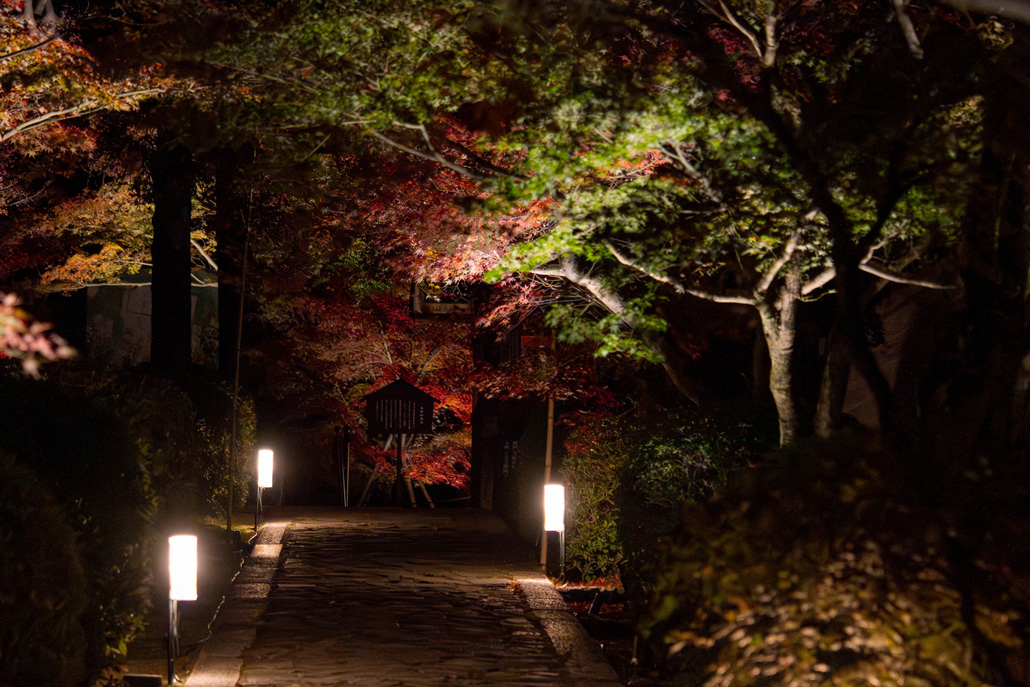 「一休寺紅葉ライトアップ 2025」さまざまな色の葉の画像