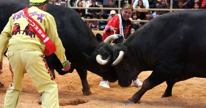 精鋭牛が激突、会場も熱気　秋の全島闘牛大会　重量級、ファイティング力志が新王者に　沖縄