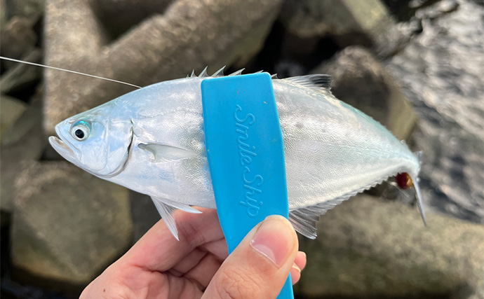 秋のメッキゲームで良型が入れ食い！【和歌山・南紀白浜】ミノー＆ボトムワインドに好反応