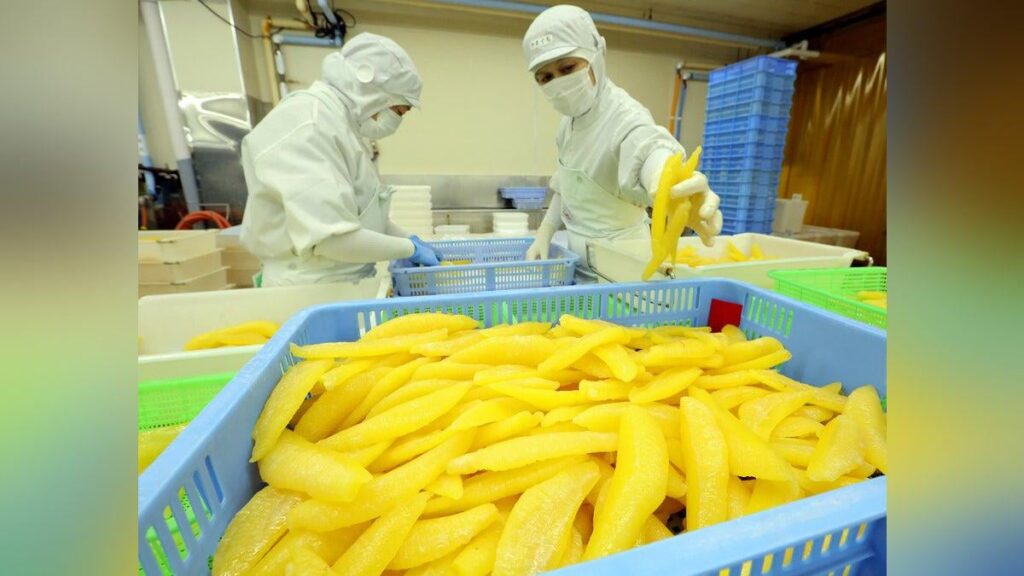 おせち料理定番「塩カズノコ」、生産ピーク…北海道留萌市の水産加工会社「素材の味を楽しんで」