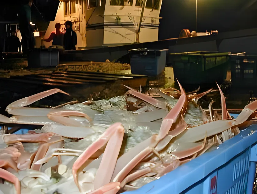 漁港で選別される隠岐松葉ガニ。高い鮮度のまま流通される。