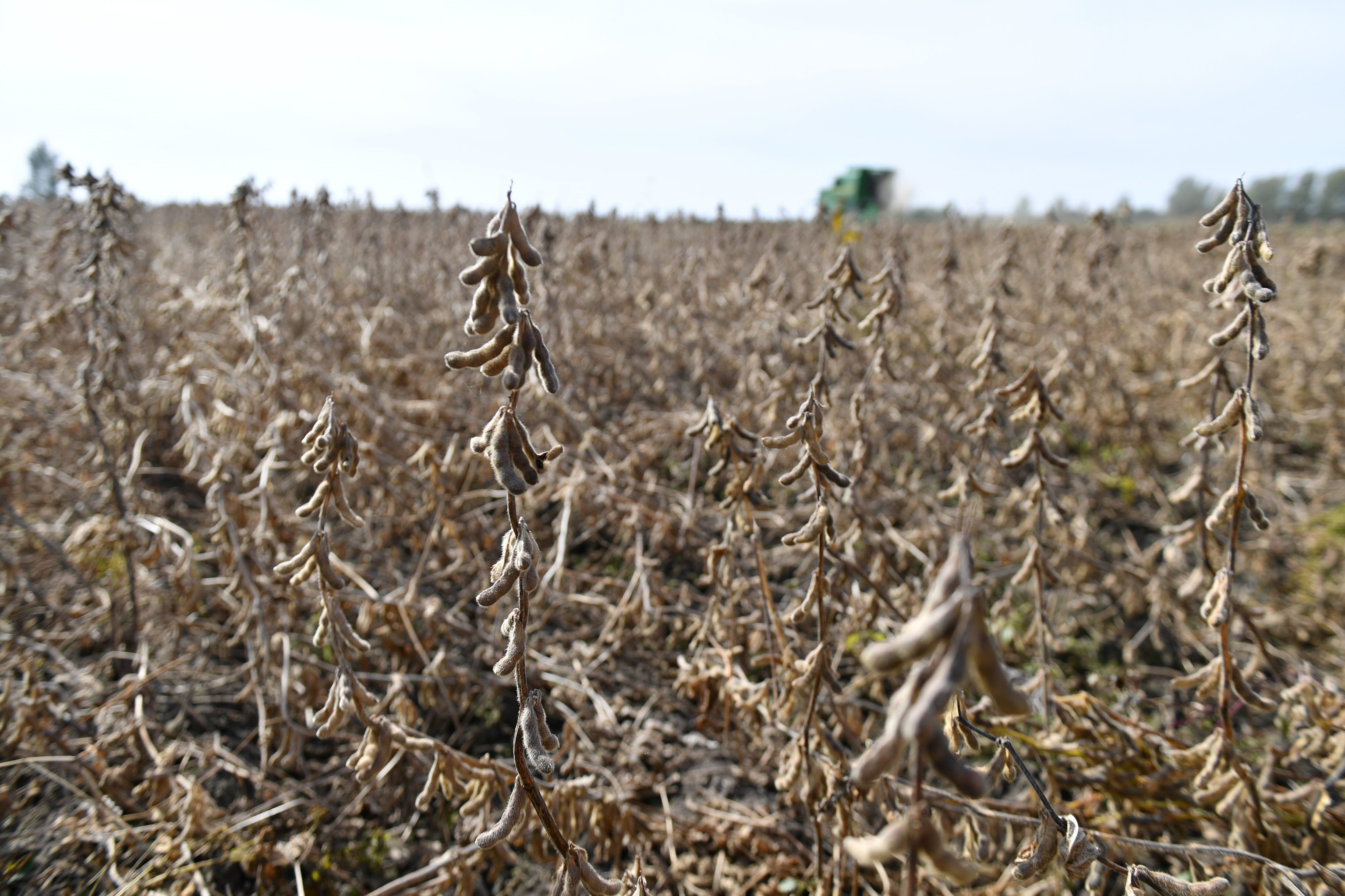 中国の大豆輸入、10月は記録的高水準　米中摩擦で南米産の購入拡大