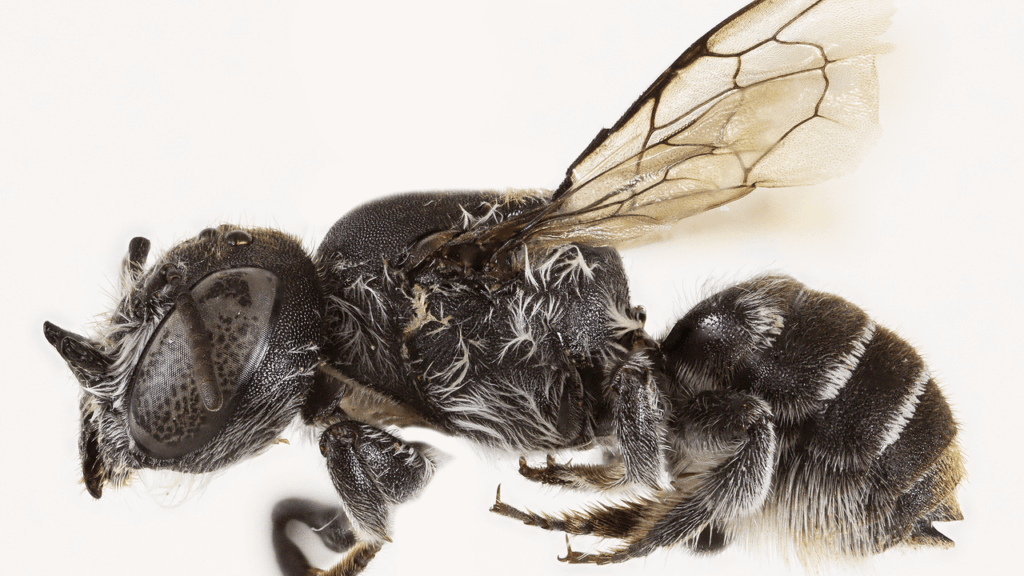 “悪魔の角”をもつ新種のハチ、オーストラリアで発見される | WIRED.jp