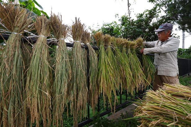 きょう「小雪」　沖縄県内はまだ夏日も