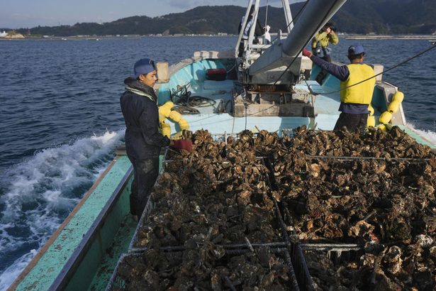 冬の味覚　カキに異変　広島　一部海域で大量死　高水温影響か、他産地でも