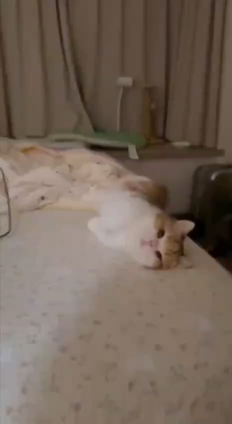 キャットボット