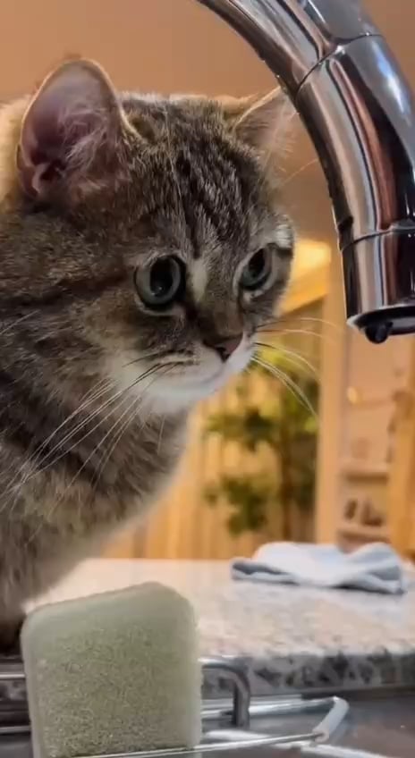 キャットボット