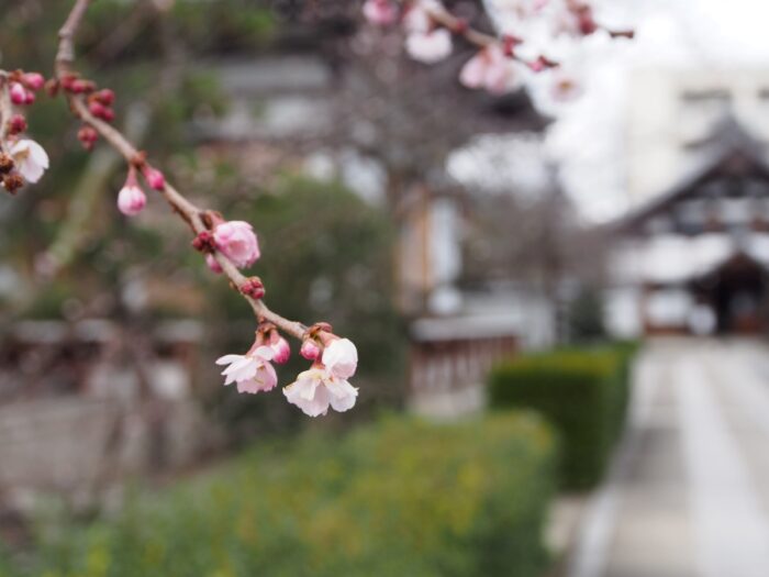御会式桜
