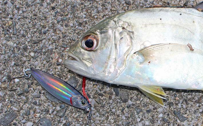 番匠川のメッキゲームで20cmを頭にツ抜け達成！【大分】メタルジグのただ巻きに好反応 (2025年11月11日) - エキサイトニュース