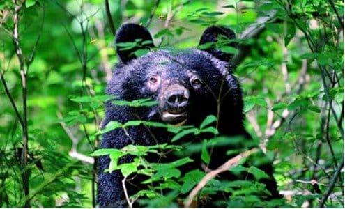 クマ問題 自衛隊が「銃でクマ駆除」は「非現実的」「たぶん当たらない」 ハンターが切実に願う「後方支援」とは