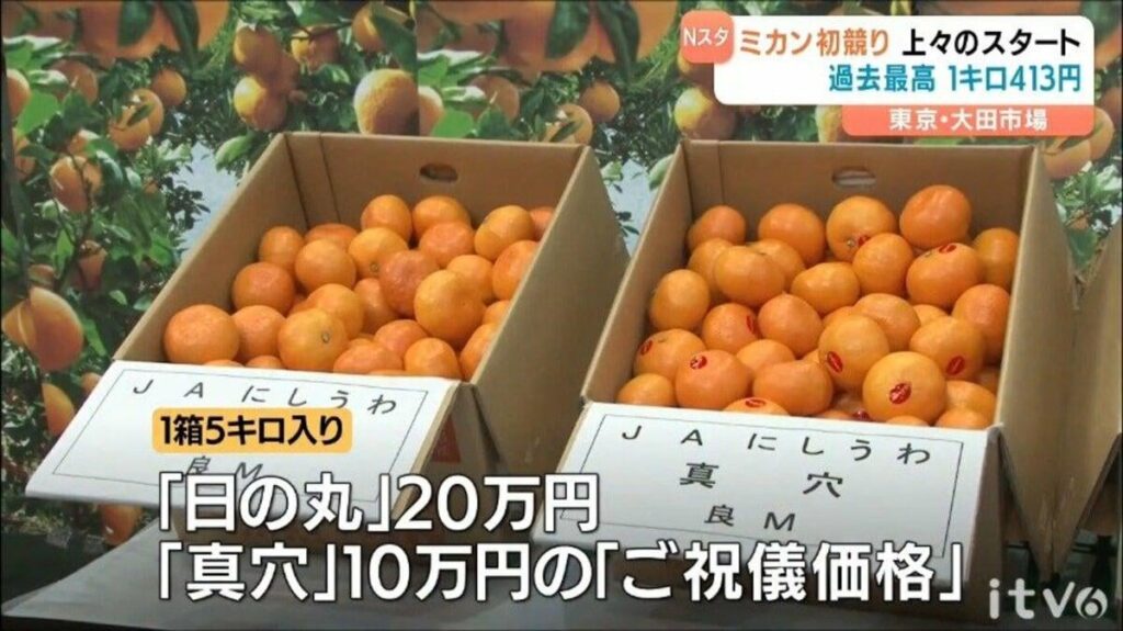 JAにしうわの早生温州ミカン東京大田市場初競りで平均価格1キロ413円を記録し過去最高を更新 愛媛