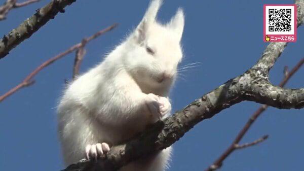 枝から枝へ“全身真っ白なエゾリス”が根室市に！遺伝子が突然変異する『アルビノ』か…「聞いたことがない」地元でも驚きの声＿冬支度する愛らしい姿に住民注目〈北海道〉