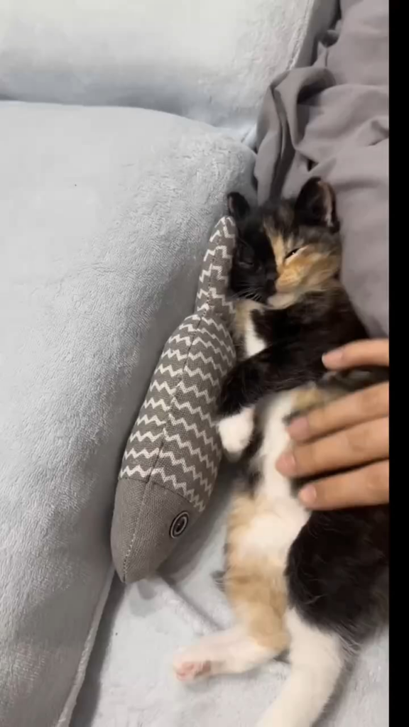 キャットボット
