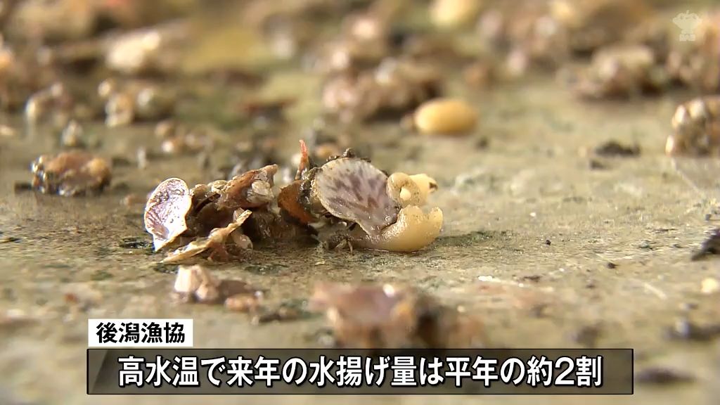 青森市 西市長 ホタテ漁師と意見交わす 高水温被害などめぐり 来年の水揚げ量は高水温の影響でいつもの年の2割ほどになる