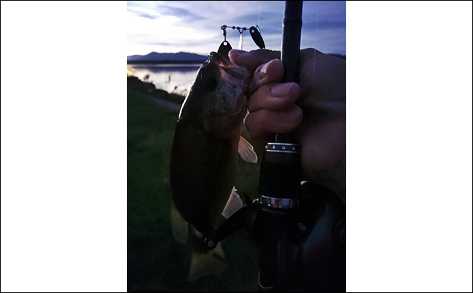 メジャーフィールド「紀の川」でバスフィッシング堪能【和歌山】50cm級バスを狙い撃つ！