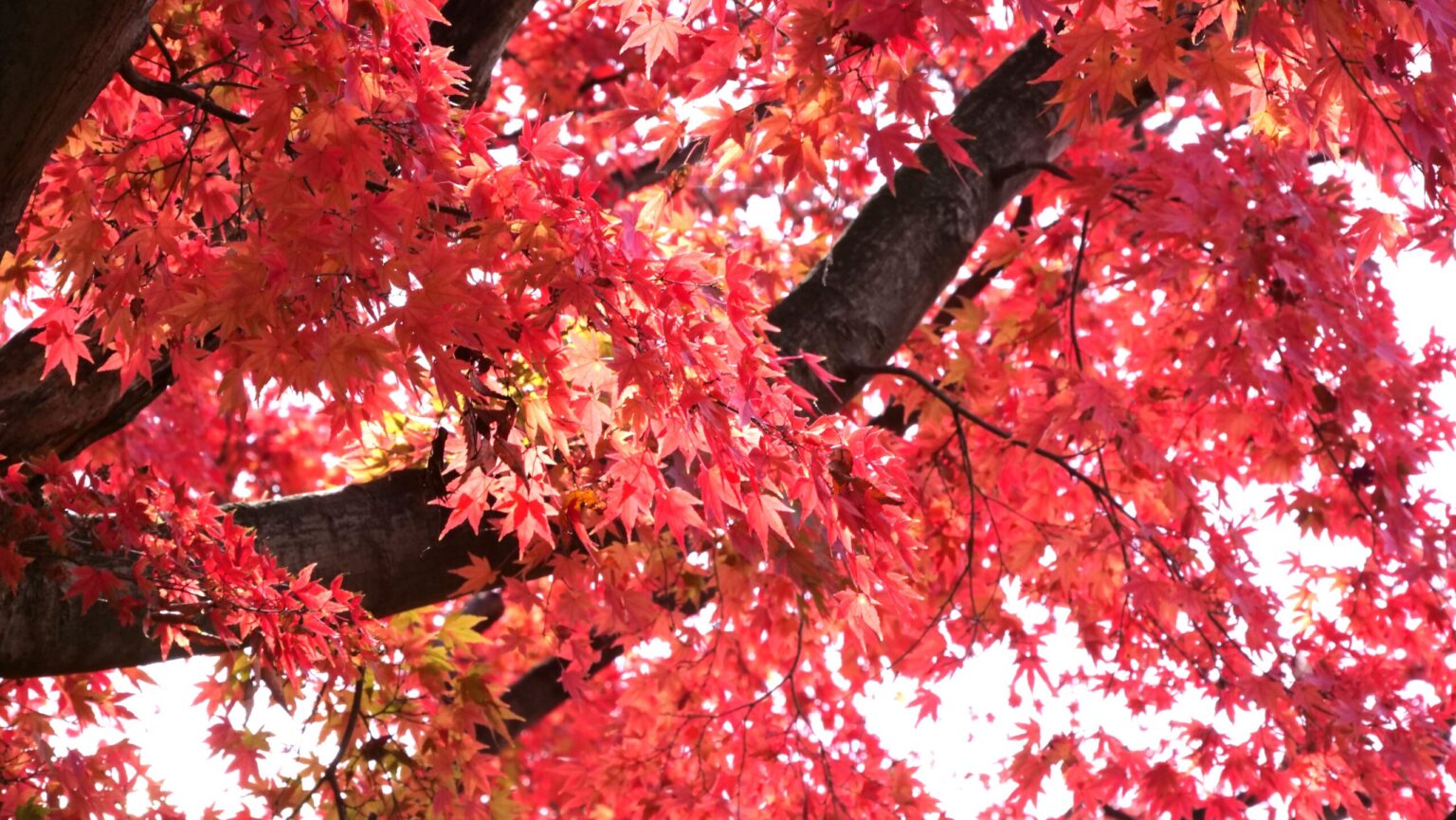 栃木市の太平山で紅葉が最盛期を迎えています　モミジ×イチョウの共演が息をのむ美しさです | とりぷれ