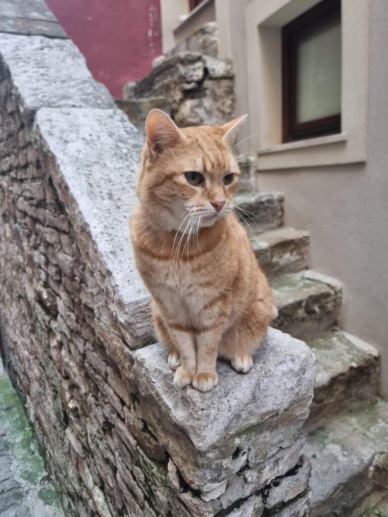 キャットボット