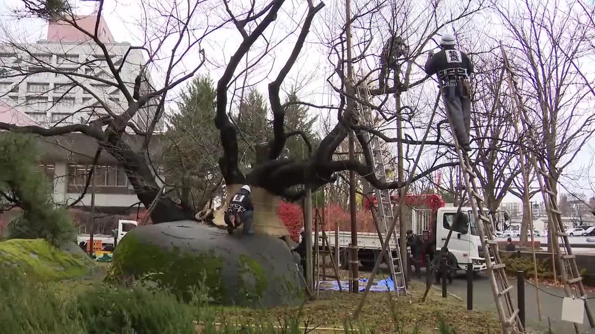 「石割桜」雪囲い作業　岩手県盛岡市