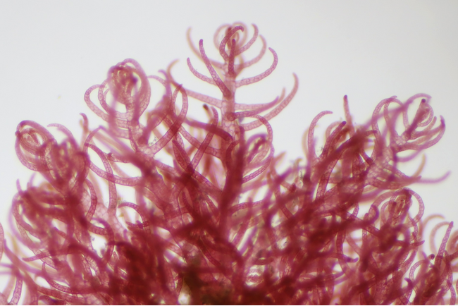 アルヌール、「メタン削減海藻」の量産化へ鹿児島で種糸作製を開始！ | 鹿児島・九州プレスリリース | 生活情報 | くらし