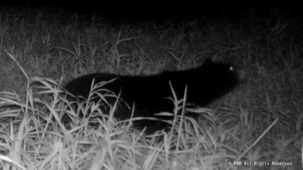 違う場所でも…「朝晩怖い」 富山市の河川敷に設置のAIカメラにクマ(2025年11月12日掲載)|KNB NEWS NNN 共有