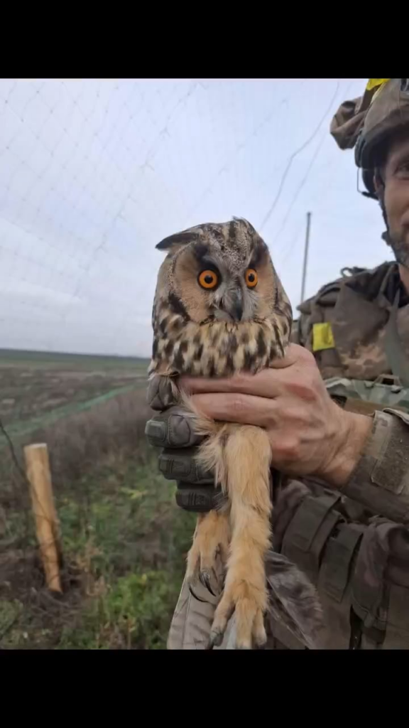 ウクライナの兵士がドローン対策の網に引っかかったフクロウを救った。ドローン防止ネットは人命を救うが、鳥を危険にさらす