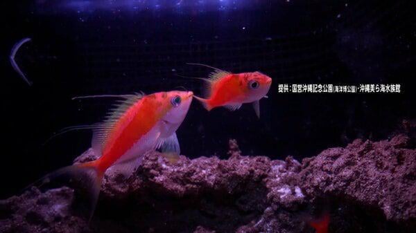 「世界初」展示！生きたタスキサクラダイ…深海調査で釣れ日本で初めて発見 興奮状態で体の色が変化する特徴も 沖縄・美ら海水族館