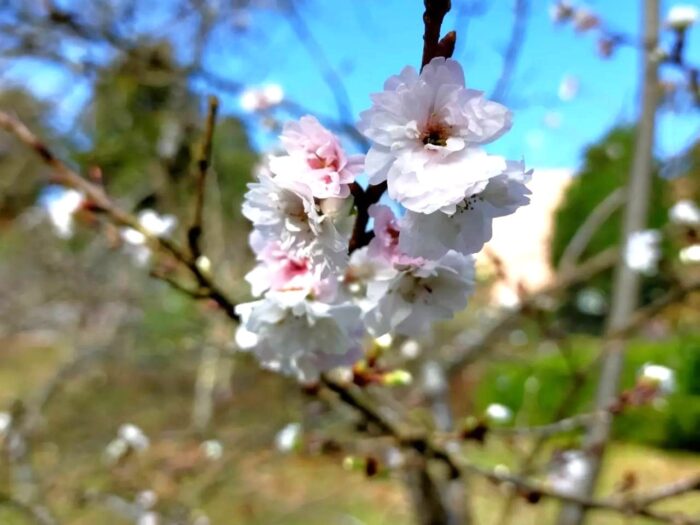 子福桜