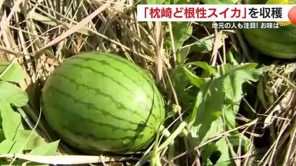 なぜ今？コンクリートから芽を出し成長した「ど根性スイカ」 地元市民も注目！収穫して食べてみた そのお味は？ 鹿児島・枕崎市