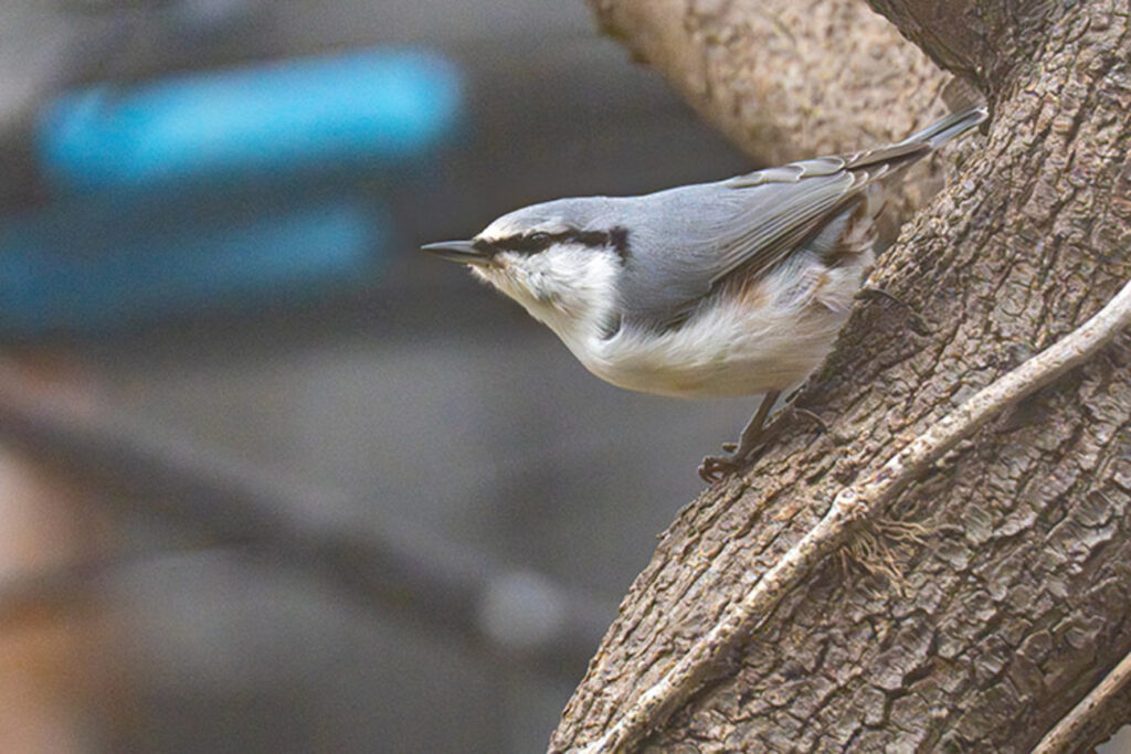 実家の庭にゴジュウカラがやってきました【北海道の野鳥】 - sunsun fineな日々