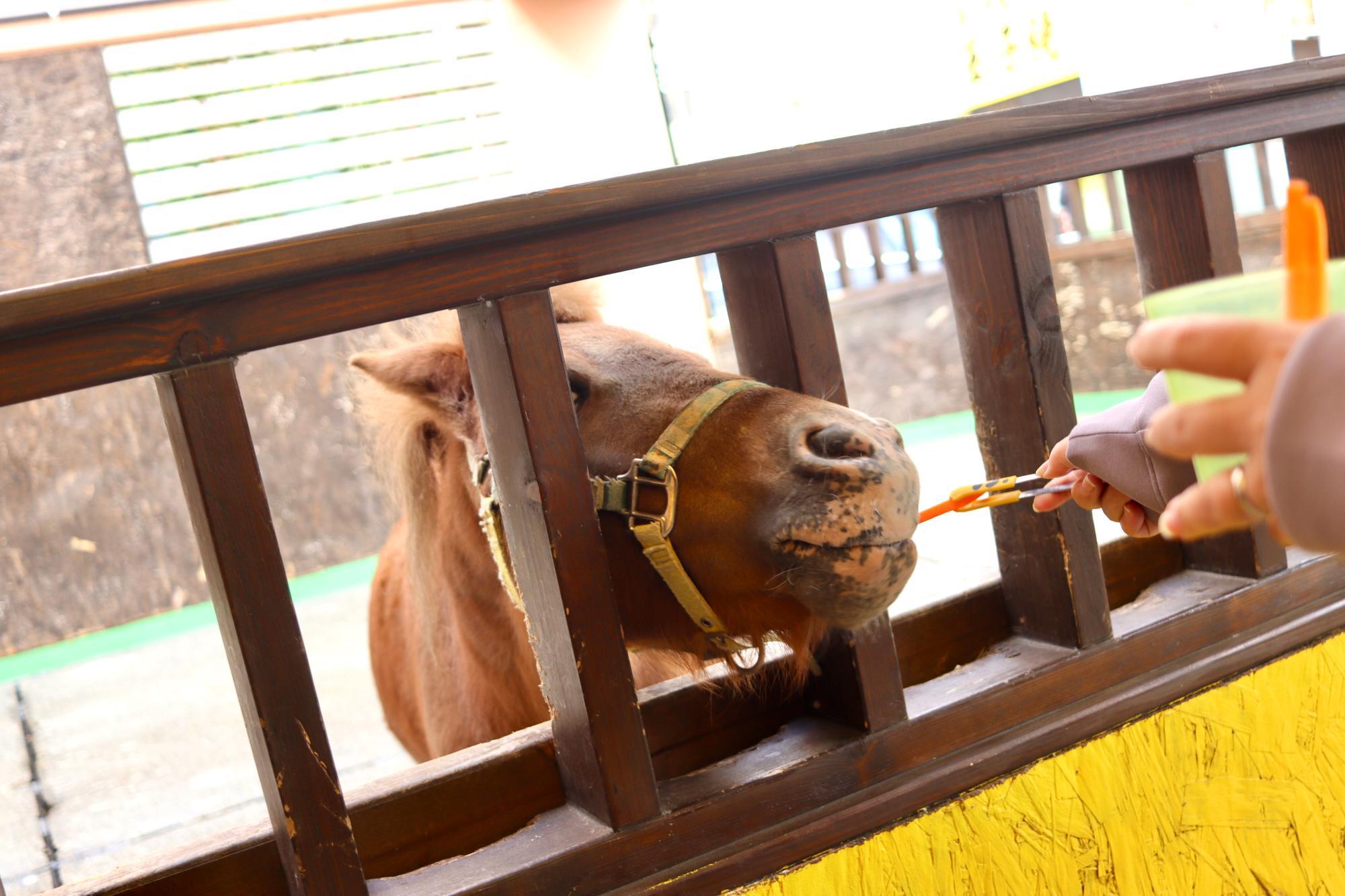 動物へのエサやり体験も行えました（1回300円税込）